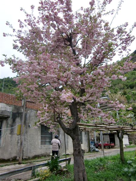 3/27-3/29司馬庫斯+鎮西堡簡記