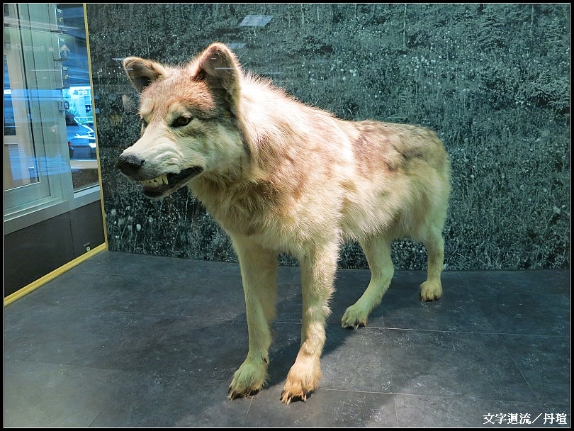 機場內不少動物標本
