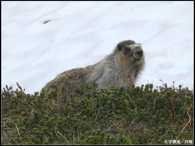 山土撥鼠