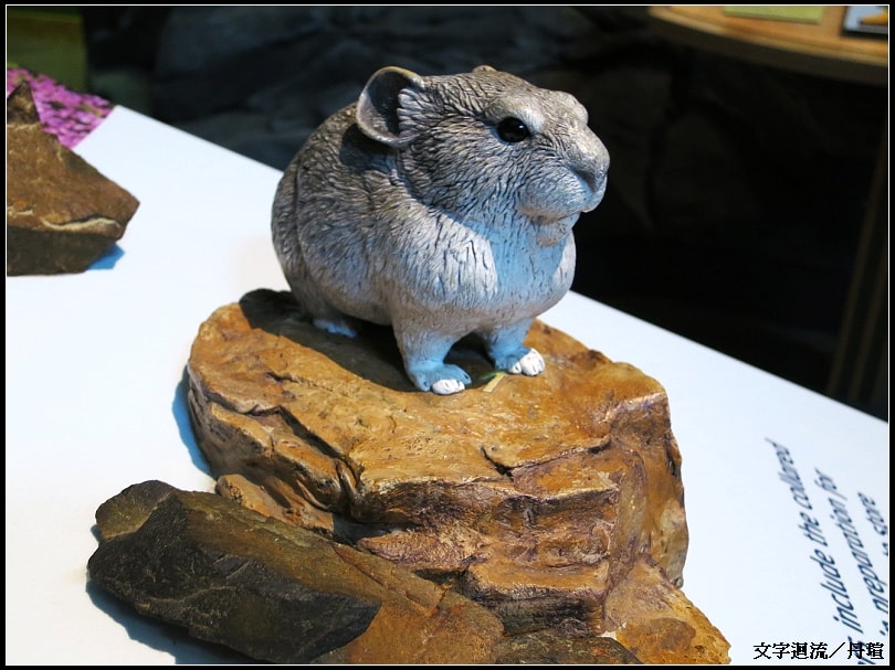 介紹動物的生態，這是Pika
