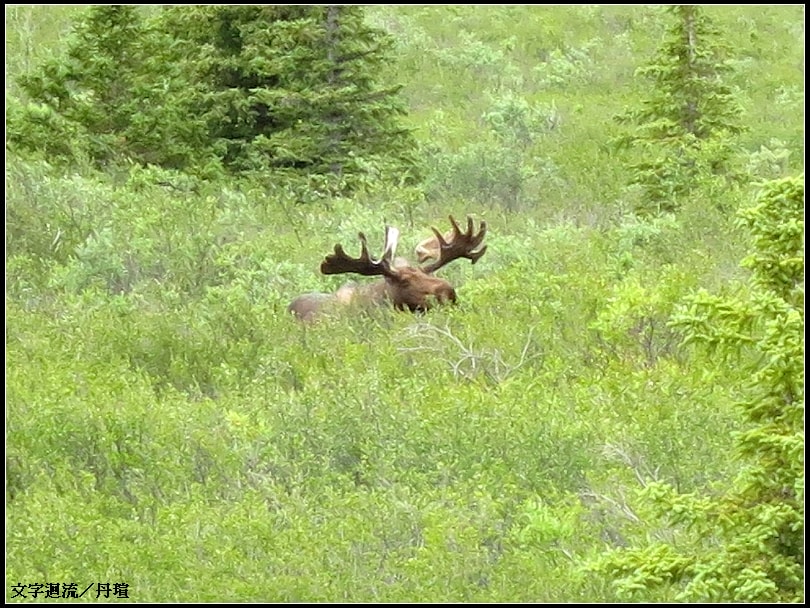 2012阿拉斯加自由行－7/12動物在哪？