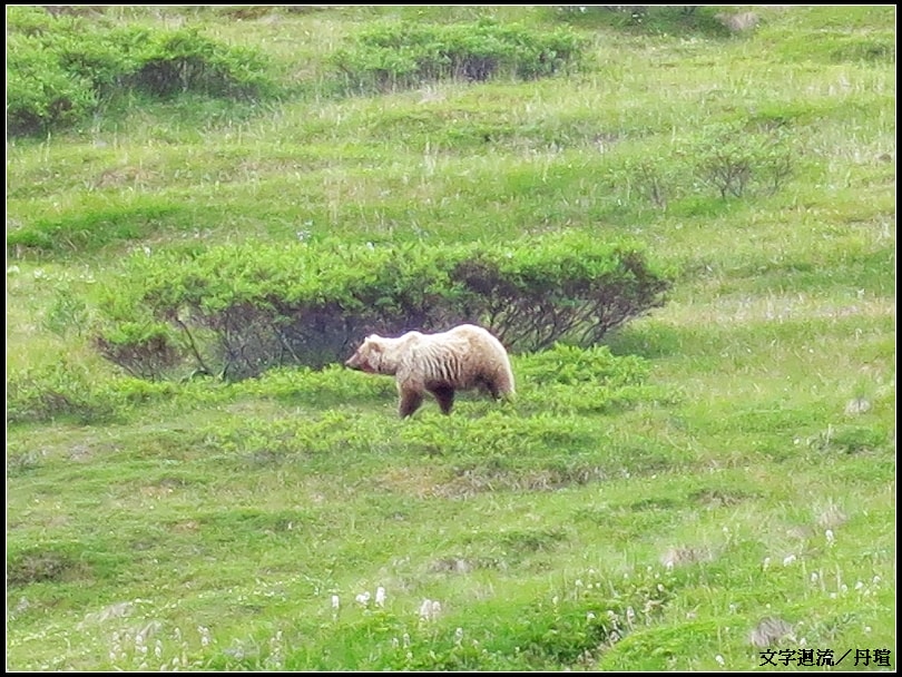 2012年7月12日再遊一趟Denali Nat'l Park