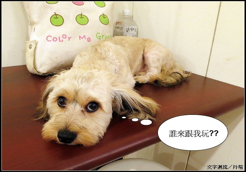 2012/08/11多仔