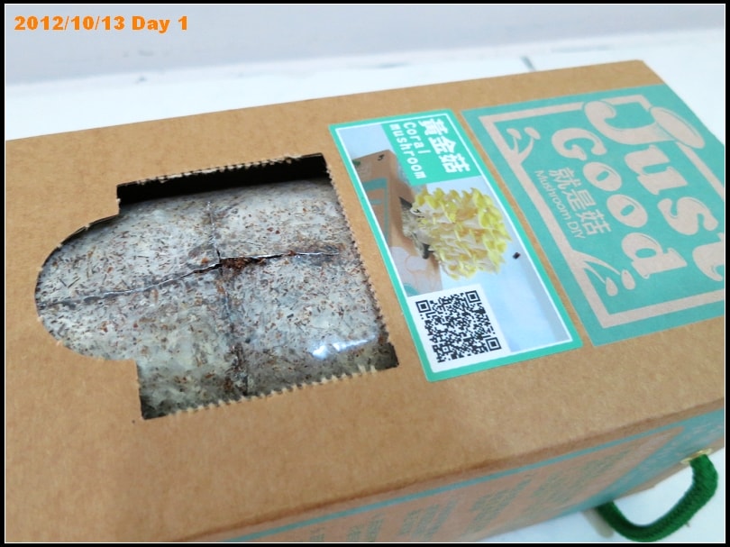 黃金菇養成紀錄：Day 1
