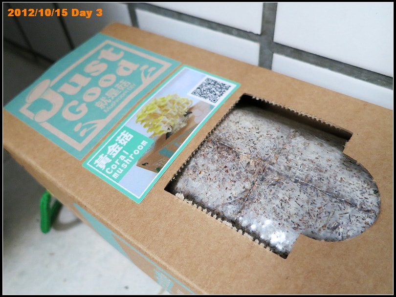 黃金菇第3日