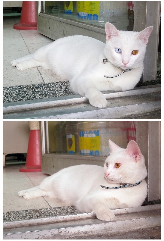 2012/10/15路上遇到小白貓