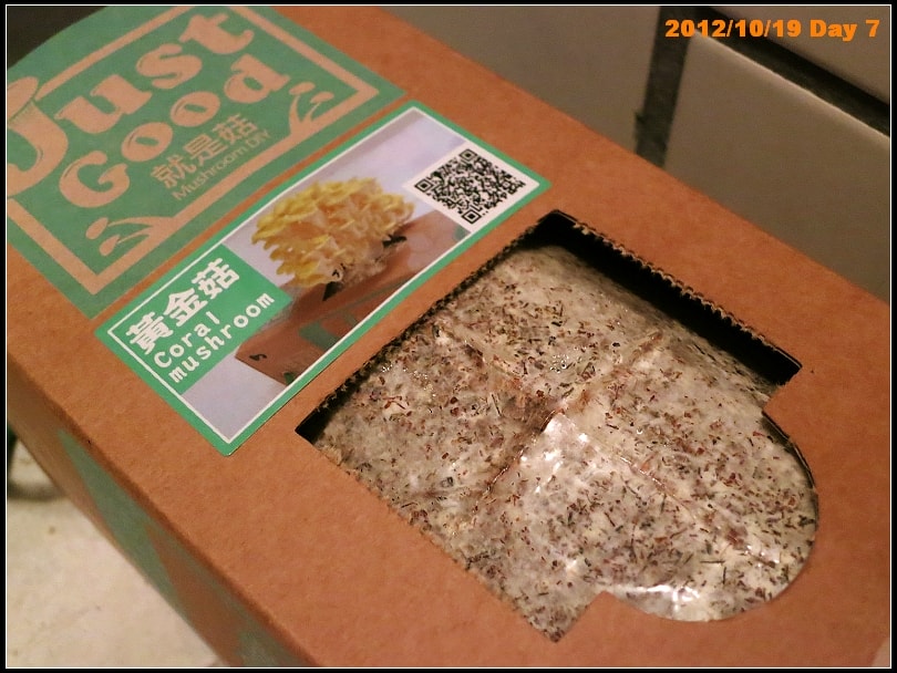 黃金菇第7日