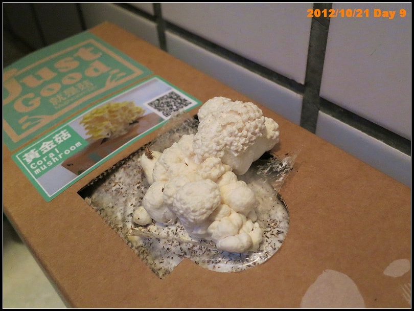 2012/10/21黃金菇第9日