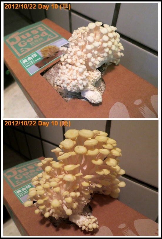 2012/10/22快要可以收成啦!