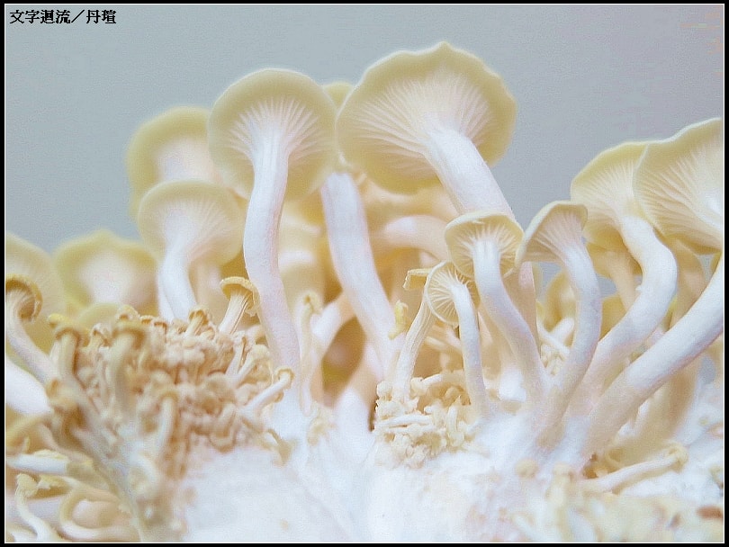 菇的背面
