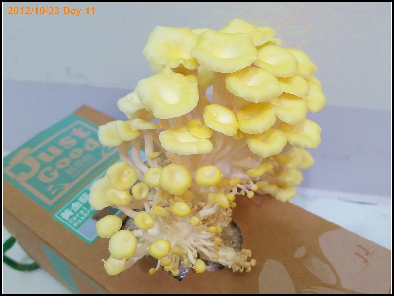 2012/10/23黃金菇收成第一次!