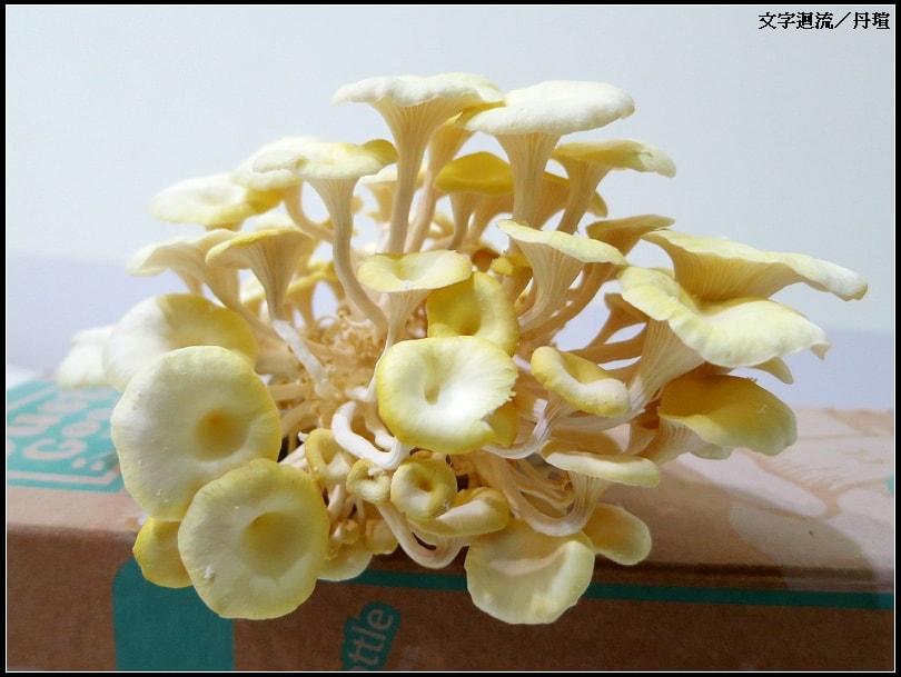 2012/10/30黃金菇收成第2次~