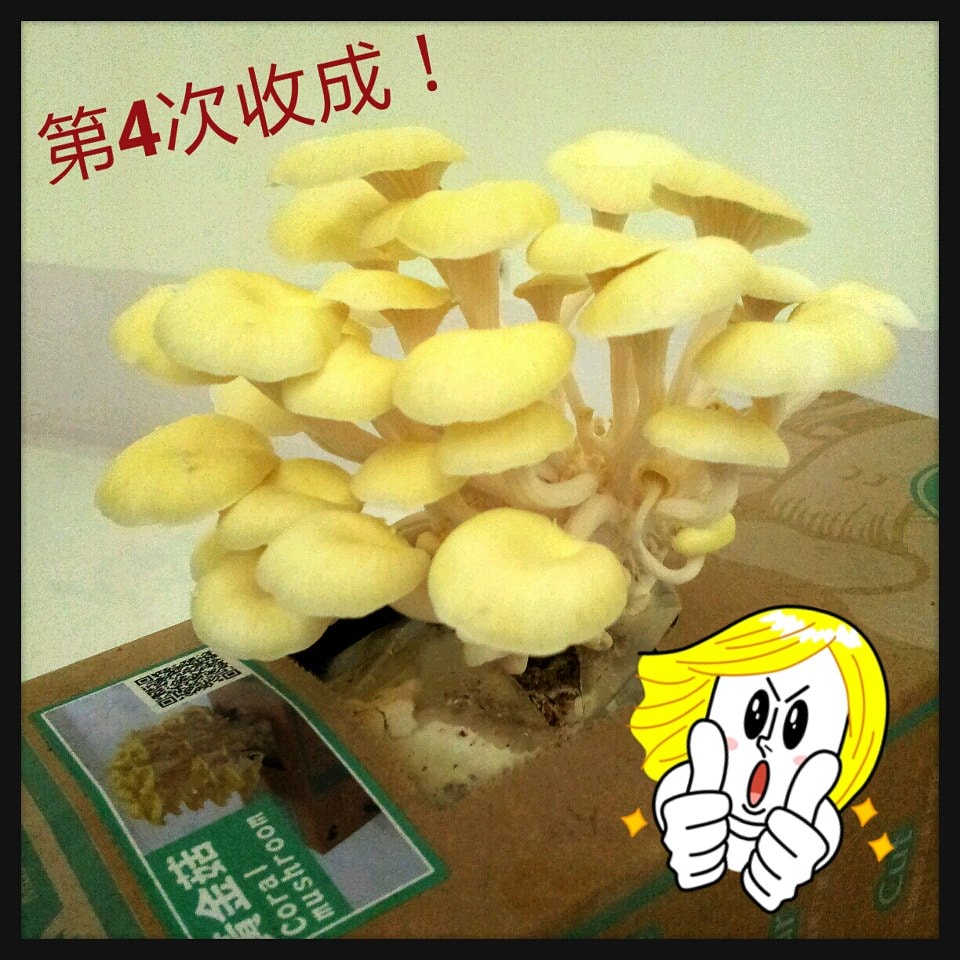 2012/11/21黃金菇第4次收成