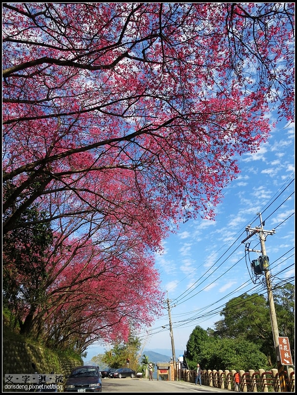 櫻花整片