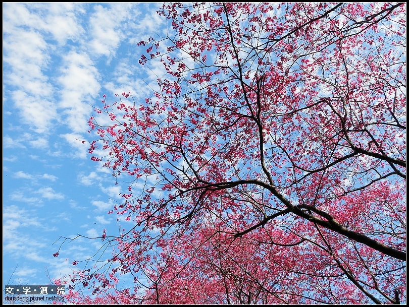 2013/1/31貓空賞櫻