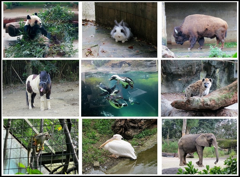 2013/02/02台北市立動物園