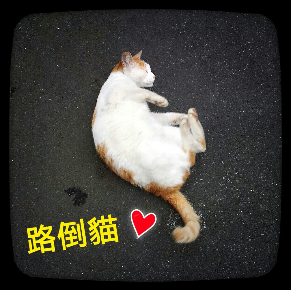 2013/05/14早上遇到一隻貓