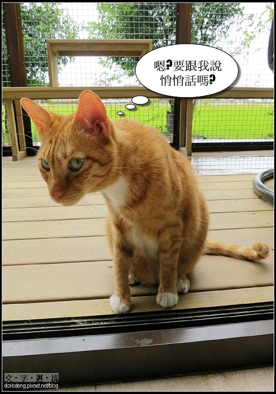 2013/07/18貓極簡