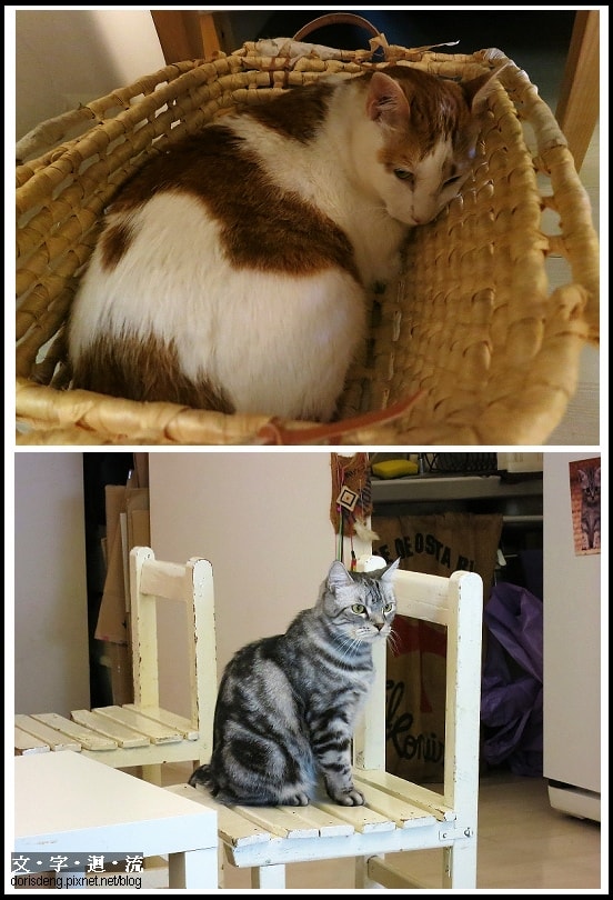 橘白貓大寶和美短阿萬