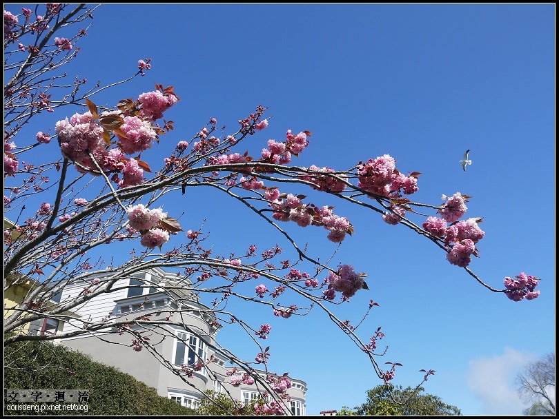 2014年極光&加州之旅8：3/26舊金山市區一日遊
