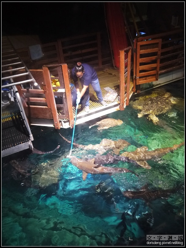 餵食鯊魚