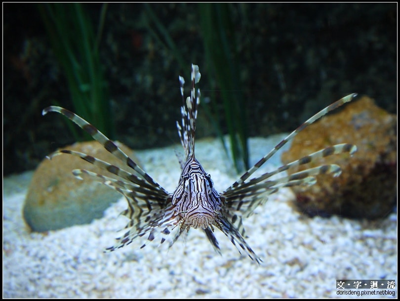 癟嘴的獅子魚