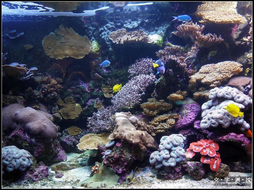 熱帶繽紛的魚缸