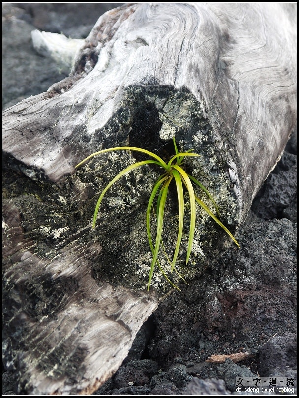 仍是處處有生機