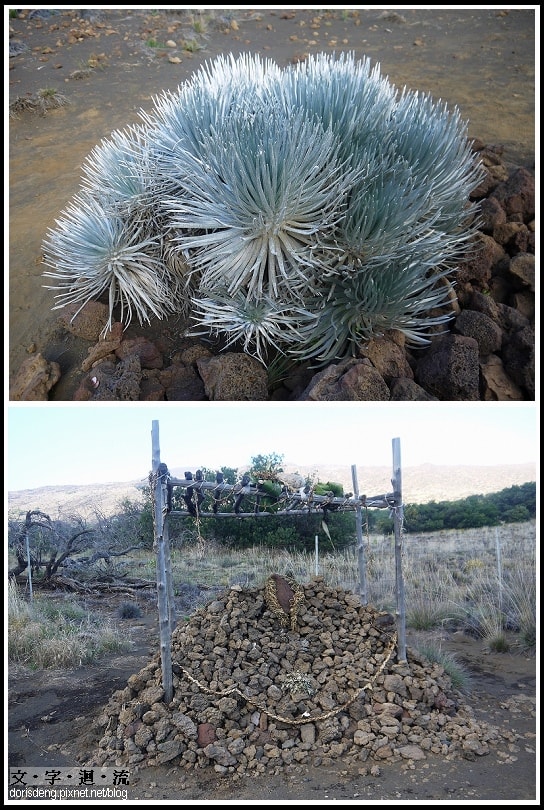 保育類植物silverswords