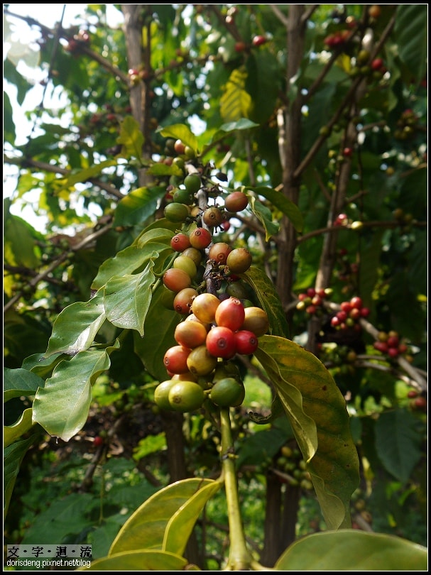 此處出產夏威夷知名Kona Coffee