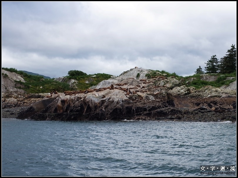 坐船途中遇到海獅