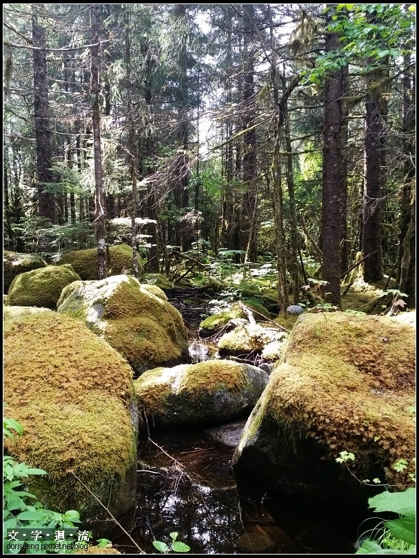 森林美景