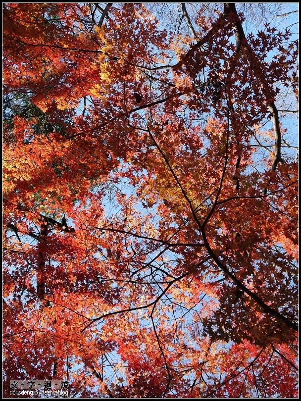 井之頭恩賜公園散步