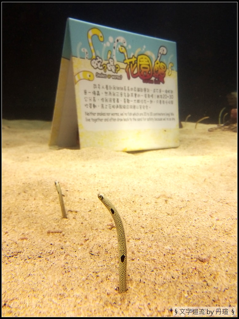 帶著爸爸集點環島：與魚兒共眠是什麼感覺？