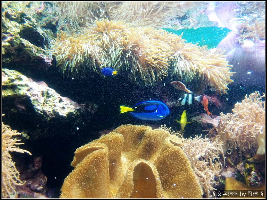 帶著爸爸集點環島：與魚兒共眠是什麼感覺？