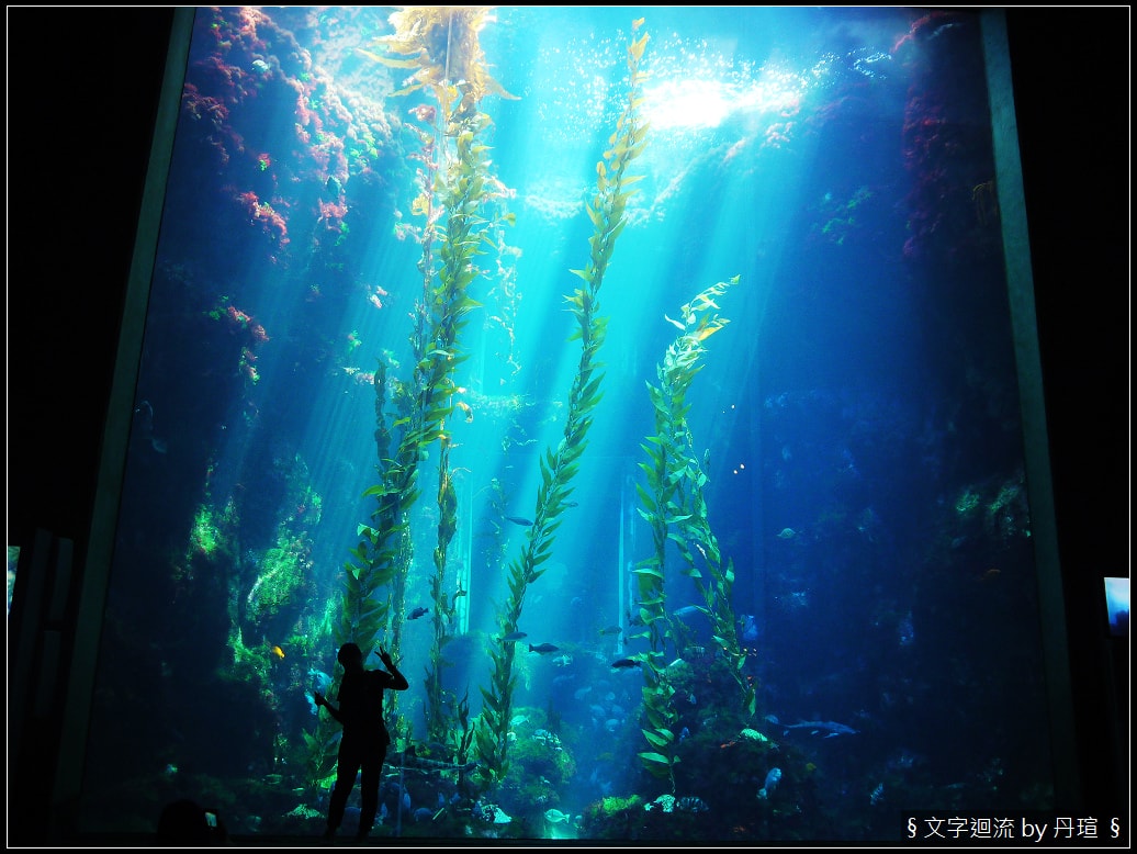 帶著爸爸集點環島：魚和貓的相同行為