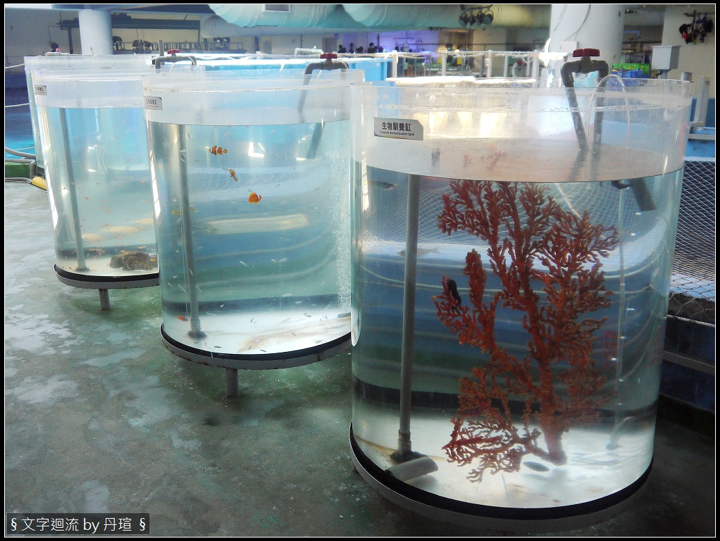 帶著爸爸集點環島：魚和貓的相同行為