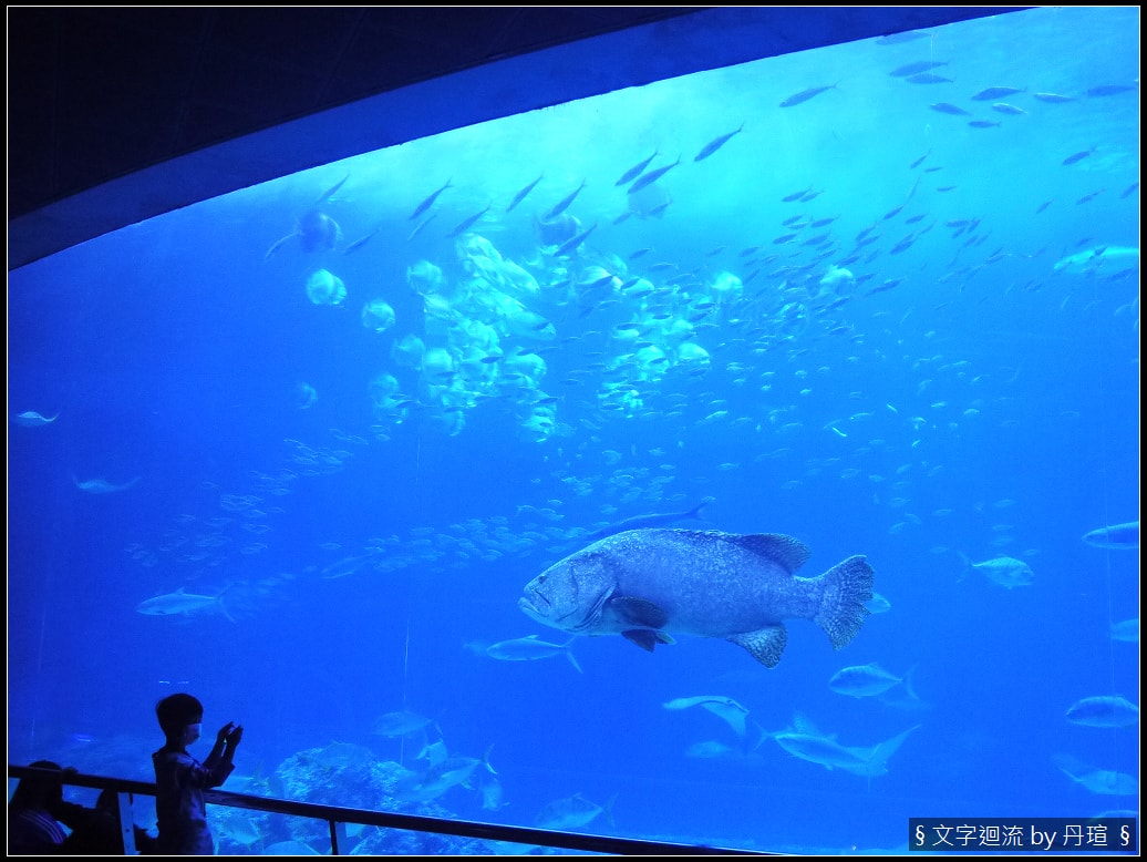 帶著爸爸集點環島：魚和貓的相同行為