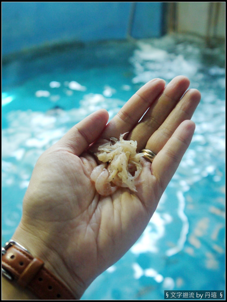 帶著爸爸集點環島：魚和貓的相同行為
