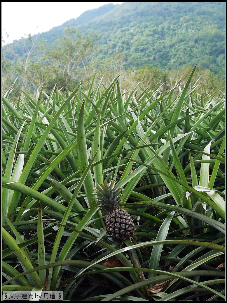 帶著爸爸集點環島：收獲自然美景